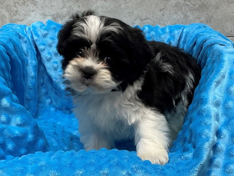 Shihpoo DOG Male 1822