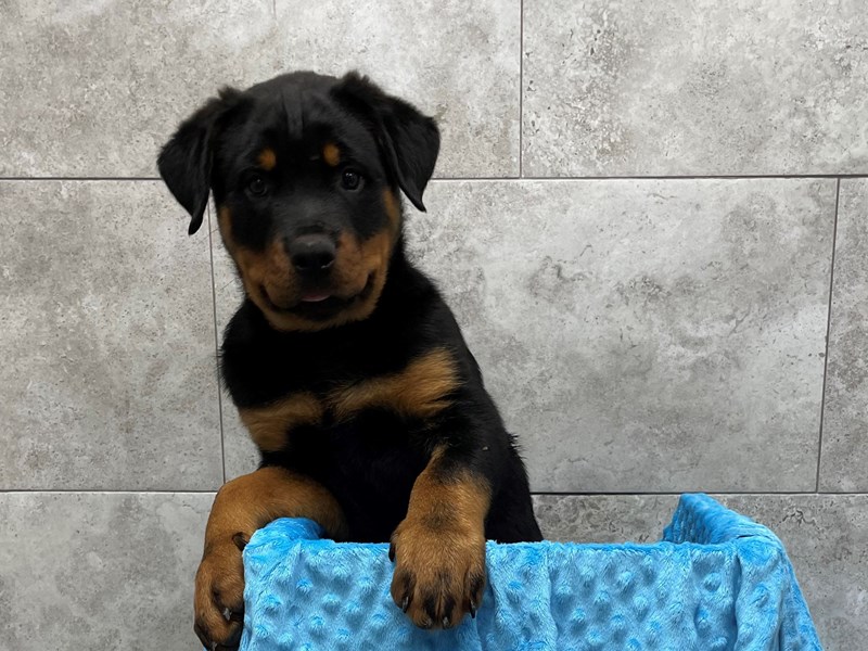 Rottweiler DOG Male Black & Tan 1838