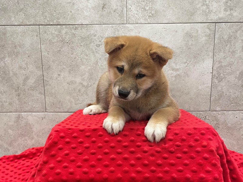Shiba Inu DOG Male Red 1831