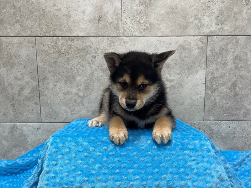 Shiba Inu DOG Male Black & Tan 1832