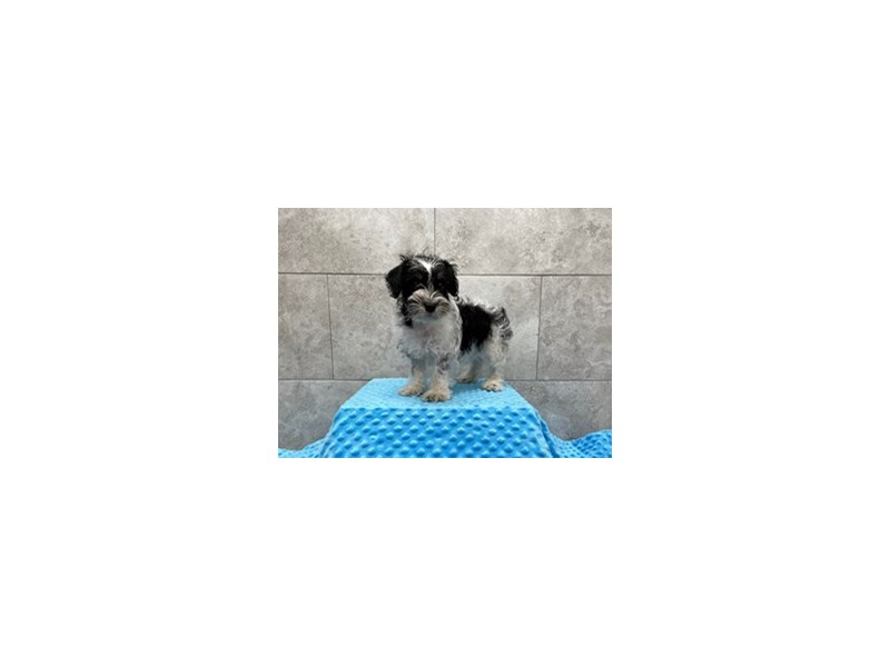 Schnoodle DOG Male Black & White 1829