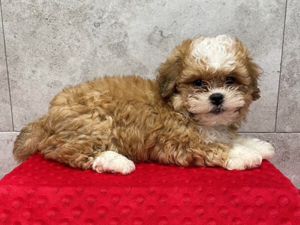 Teddy Bear-DOG-Male-Gold & White-1839-Petland Katy - Houston, Texas