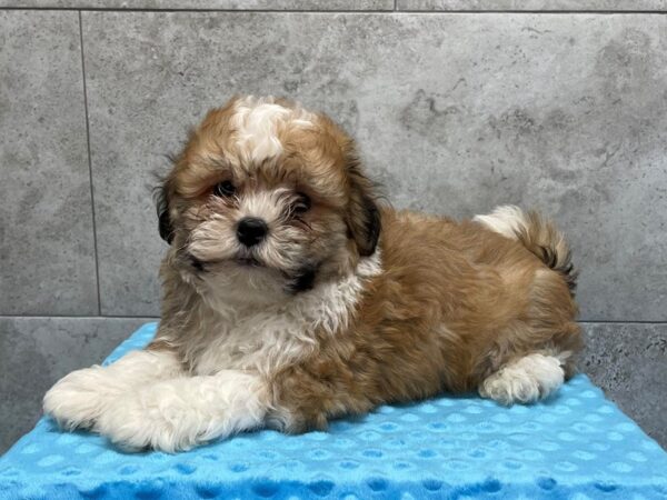 Teddy Bear-DOG-Male-Gold & White-1840-Petland Katy - Houston, Texas