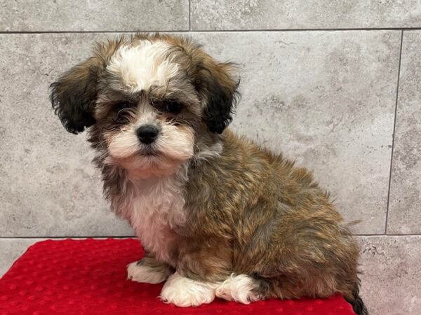 Teddy Bear-DOG-Male-Gold & White-1841-Petland Katy - Houston, Texas