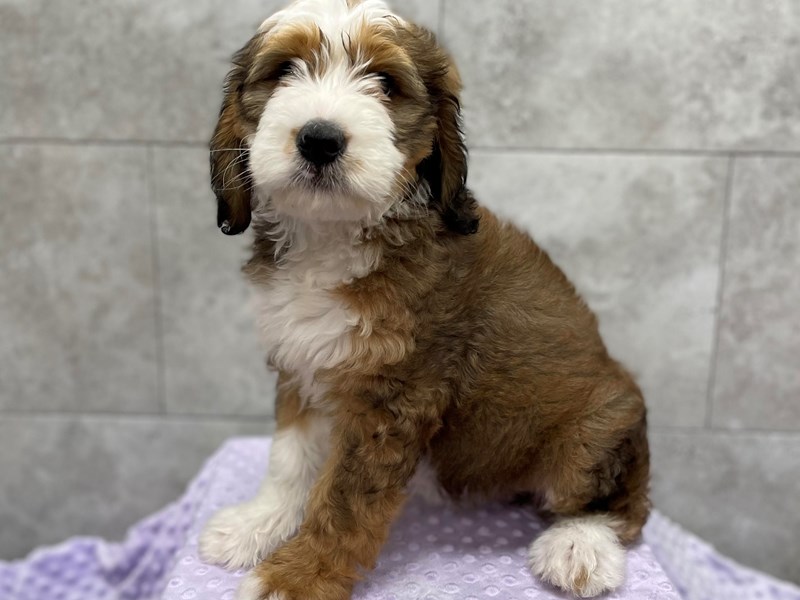 Bernadoodle DOG Female 1847