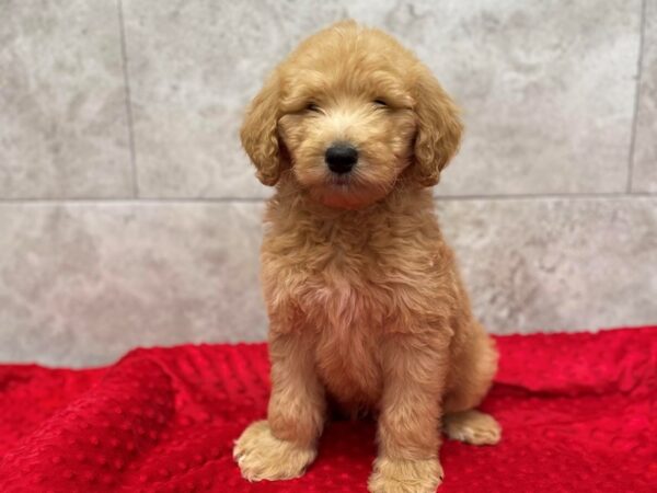 F1B Goldendoodle-DOG-Female-Golden-1854-Petland Katy - Houston, Texas