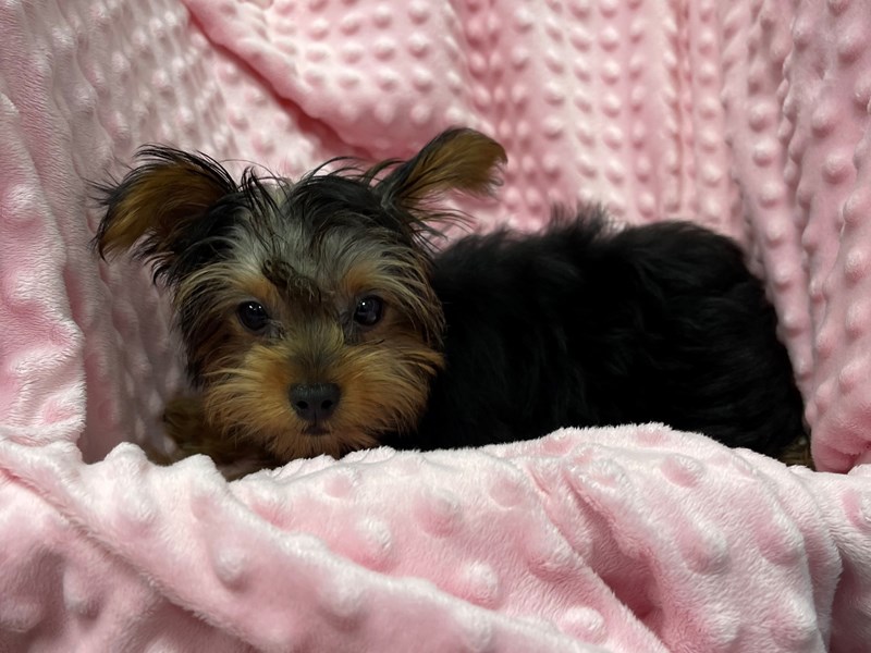 Yorkshire Terrier DOG Female Black & Tan 1858