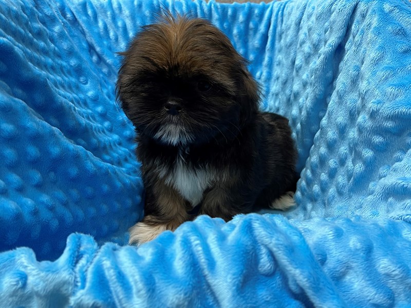 Shih Tzu DOG Male Brindle W/White Markings 1868