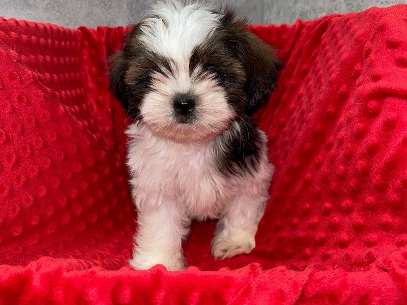 Shih Tzu DOG Male Red Brindle & White 1869