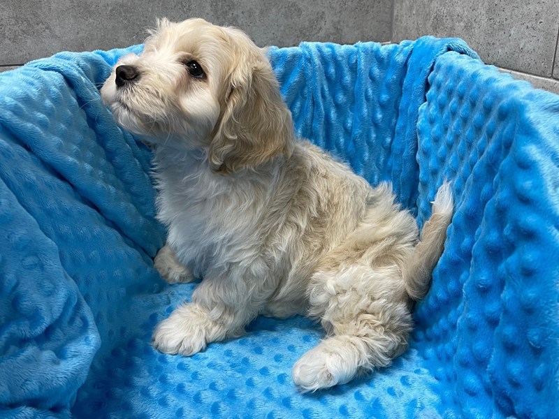 Cockachon DOG Male Cream 1864