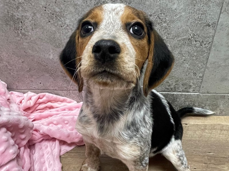 Beagle DOG Female Black & Tan Ticked 1835