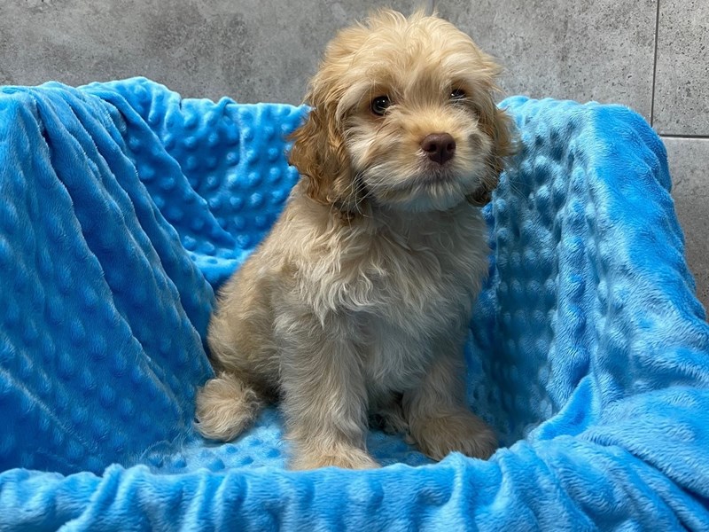 Cockapoo DOG Male Buff 1880