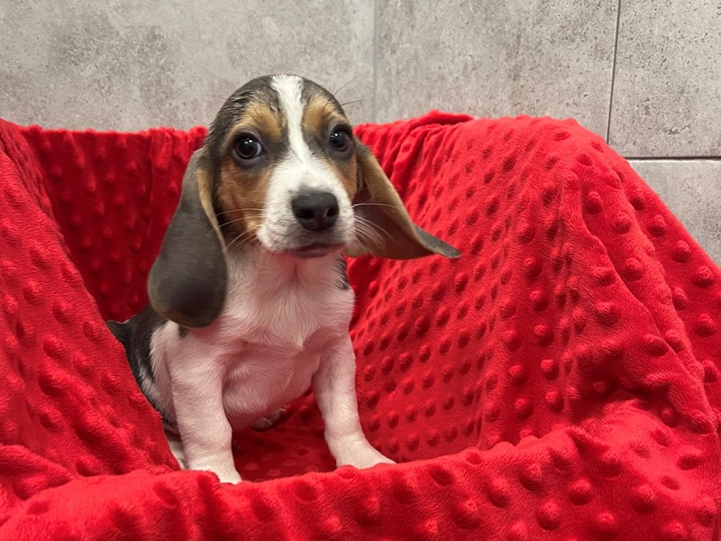 Beagle DOG Male Blue Tri 1877