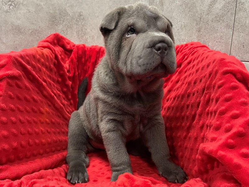 Miniature Shar Pei DOG Male Blue 1876