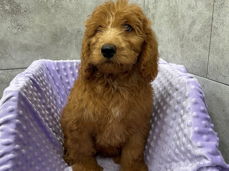 F1B Goldendoodle DOG Female Red 1874