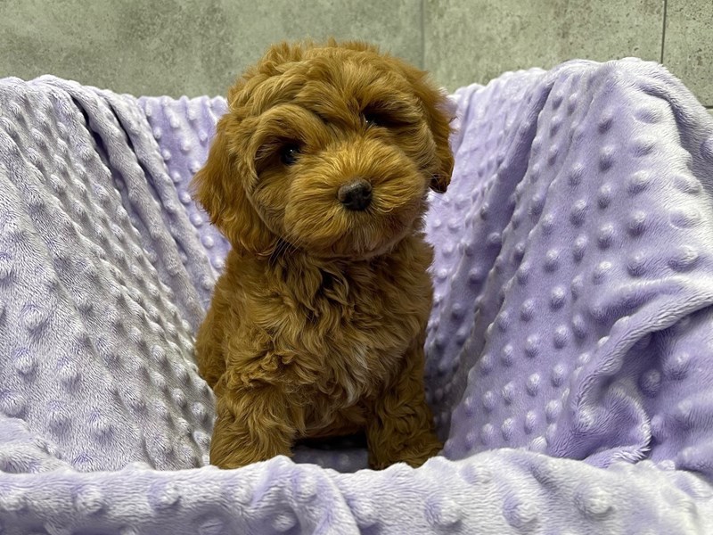 Cockapoo DOG Female Red 1866