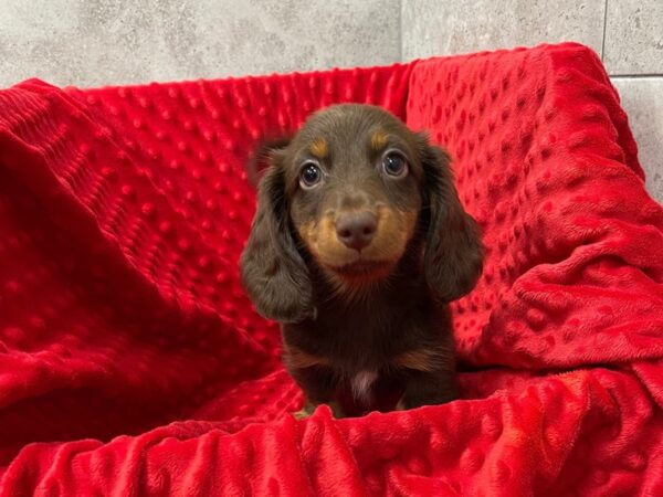 Dachshund-DOG-Male-Chocolate & Tan-1919-Petland Katy - Houston, Texas