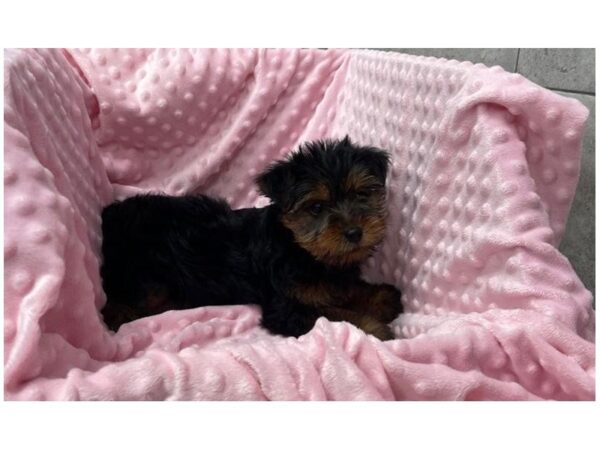 Yorkshire Terrier-DOG-Female-Black & Tan-1957-Petland Katy - Houston, Texas