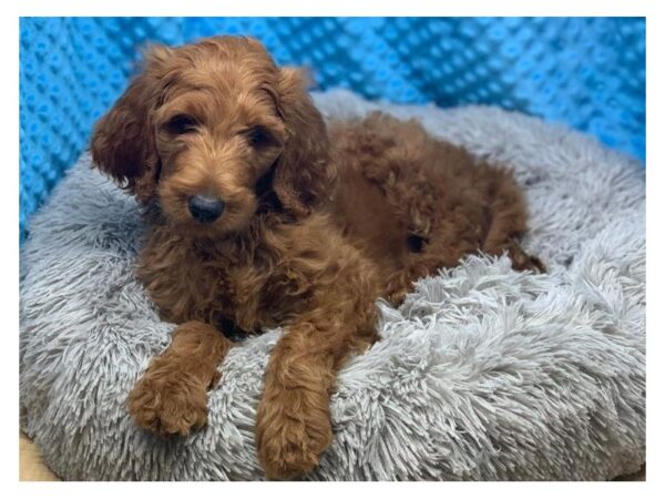 F1B Goldendoodle-DOG-Male-Red-1975-Petland Katy - Houston, Texas