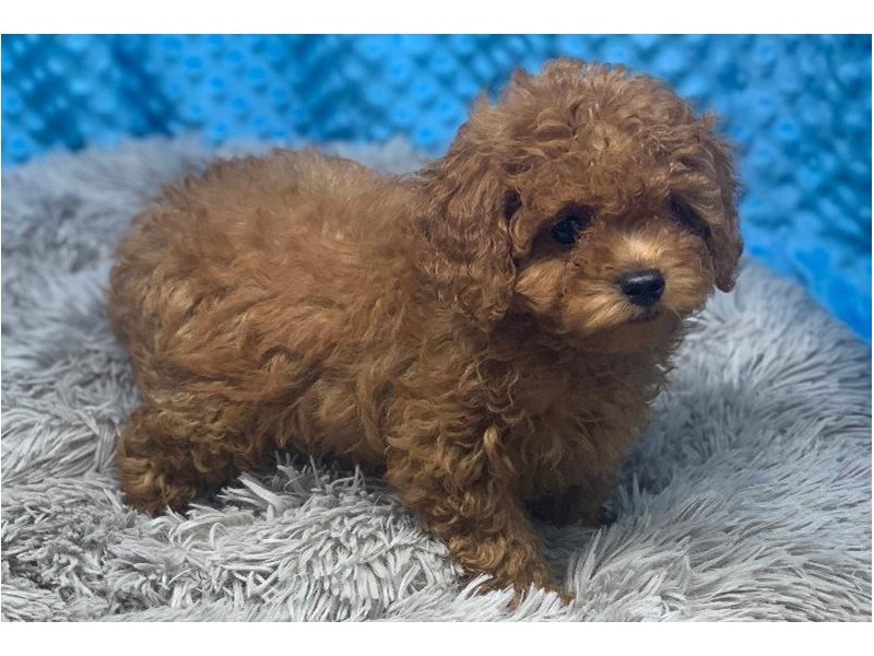 Cavapoo Small Animal Red & White ID:3270 Located at Petland Katy ...