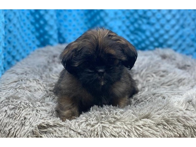 ShizaPoo Dog Female Brindle w/White Markings 1982