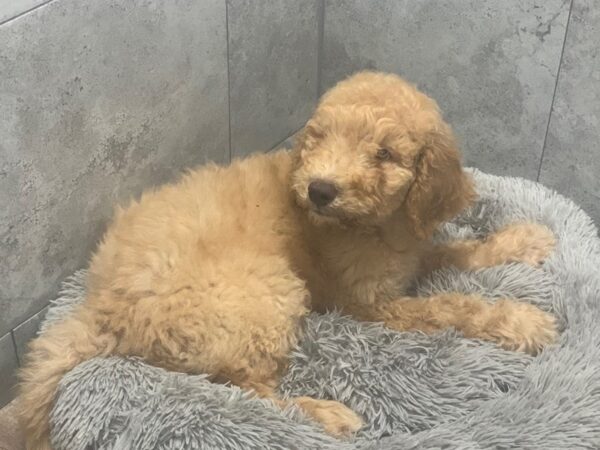 F1B Goldendoodle-DOG-Male-Apricot-1991-Petland Katy - Houston, Texas