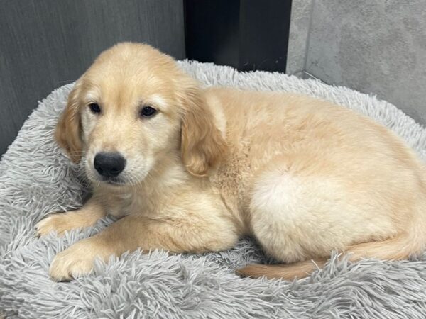 Golden Retriever-DOG-Male-Golden-2003-Petland Katy - Houston, Texas