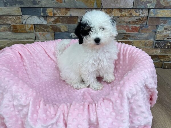 Bichonpoo-DOG-Female-Black & White-2025-Petland Katy - Houston, Texas