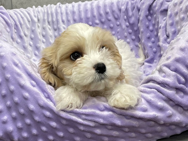 Cavachon Dog Male Buff & White 2031