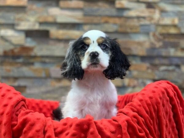 Cocker Spaniel-DOG-Male-Merle-2037-Petland Katy - Houston, Texas