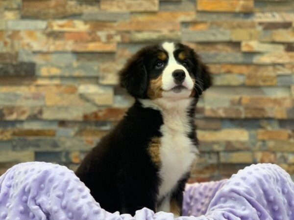 Bernese Mountain Dog-DOG-Female-Black, Rust & White-2046-Petland Katy - Houston, Texas
