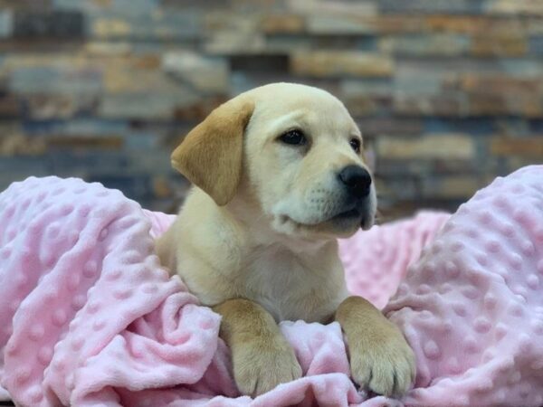Labrador Retriever-DOG-Female-Yellow-2045-Petland Katy - Houston, Texas