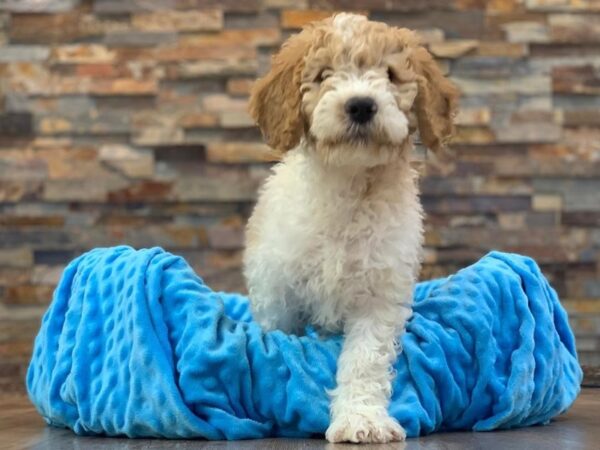 F1B Goldendoodle-DOG-Male-Gold & White Parti-2041-Petland Katy - Houston, Texas