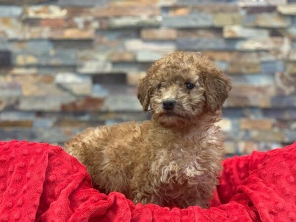 F1B Goldendoodle-DOG-Male-Red-2042-Petland Katy - Houston, Texas