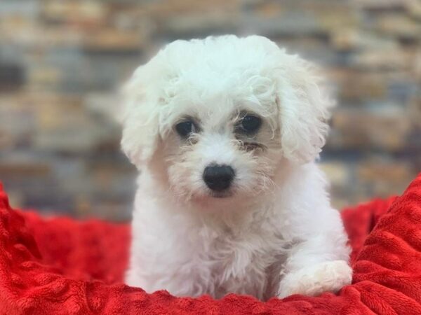 Bichon Frise-DOG-Female-White-2067-Petland Katy - Houston, Texas