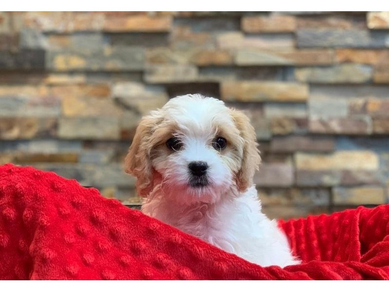 Cavachon Dog Male Apricot 2062