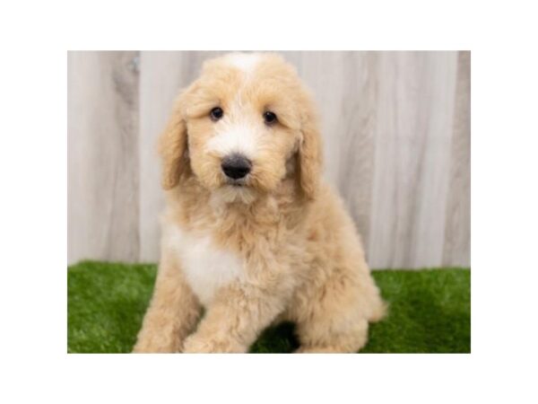 Standard Poodle-DOG-Male-Apricot & White-2077-Petland Katy - Houston, Texas