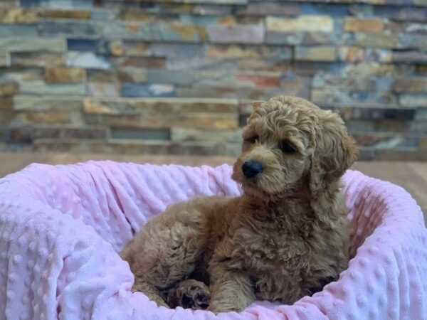 F1B Goldendoodle-DOG-Female-Red-2084-Petland Katy - Houston, Texas