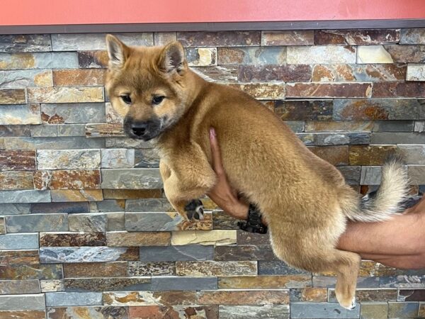 Shiba Inu-DOG-Male-Red-2058-Petland Katy - Houston, Texas
