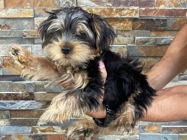 Yorkshire Terrier-DOG-Male-Black & Tan-2068-Petland Katy - Houston, Texas