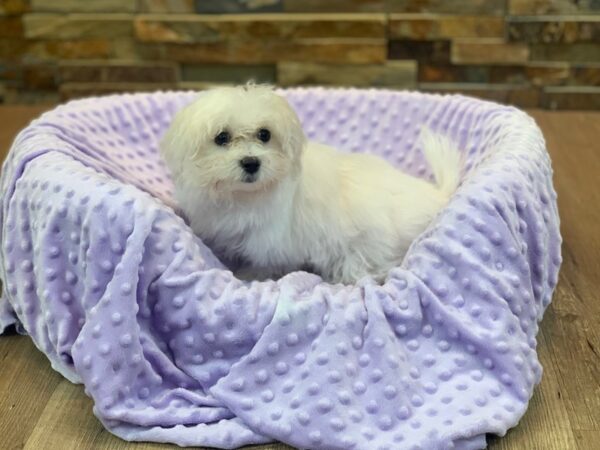 Maltese-DOG-Female-White-2059-Petland Katy - Houston, Texas