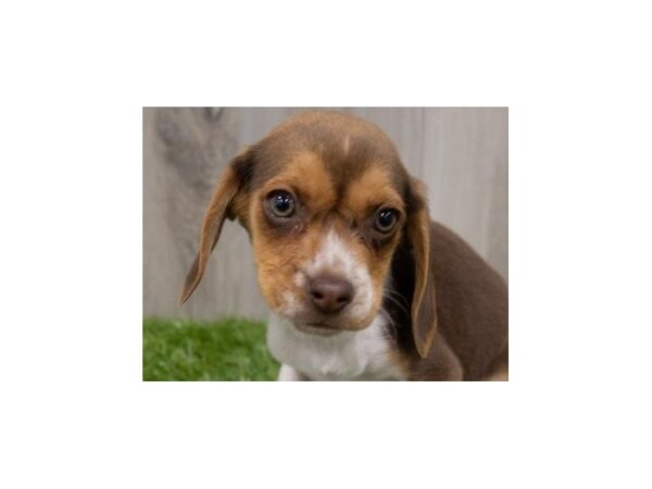 Beagle-DOG-Female-Chocolate, White & Tan-2119-Petland Katy - Houston, Texas