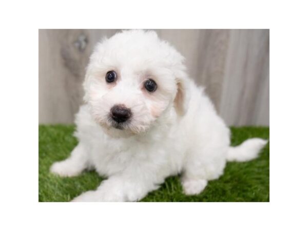 Bichon Frise-DOG-Female-White-2120-Petland Katy - Houston, Texas