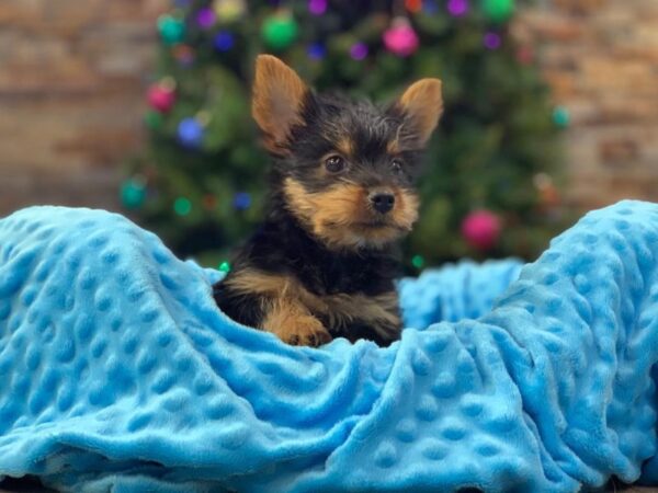 Silky Terrier-DOG-Male-Black & Tan-2139-Petland Katy - Houston, Texas