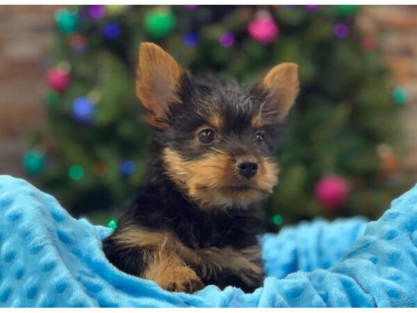 Silky Terrier-DOG-Male-Black & Tan-2118-Petland Katy - Houston, Texas