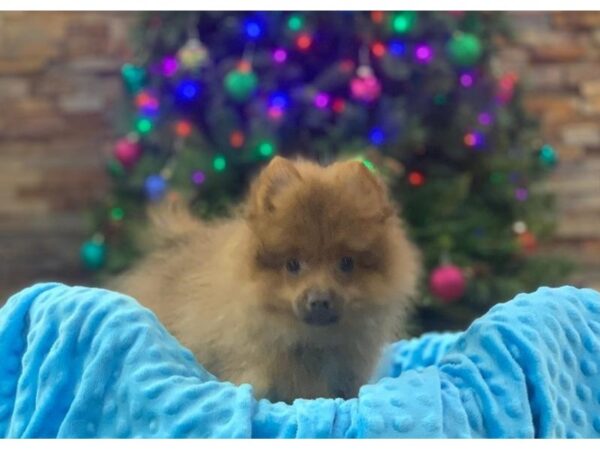 Pomeranian-DOG-Male-Red Sable-2141-Petland Katy - Houston, Texas