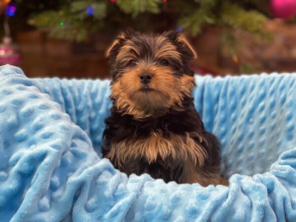 Yorkshire Terrier-DOG-Male-Black & Tan-2158-Petland Katy - Houston, Texas