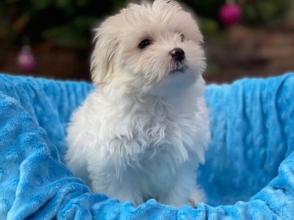 Maltese-DOG-Male-White-2151-Petland Katy - Houston, Texas