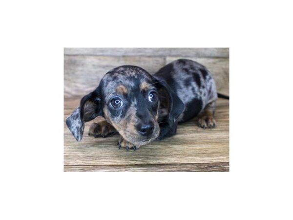 Dachshund-DOG-Male-Black & Tan Dapple-2169-Petland Katy - Houston, Texas