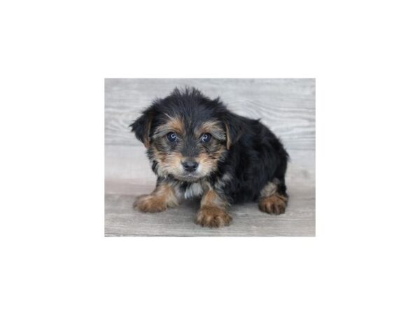 Yorkshire Terrier-DOG-Male-Black & Tan-2171-Petland Katy - Houston, Texas